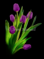 Purple Tulips