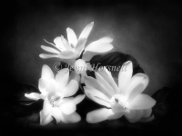 Three magnolias