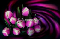Tulip Swirl 2