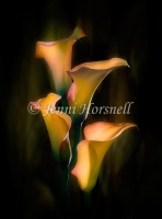 Yellow Arums