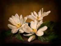 Yellow Magnolias