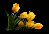 Yellow Tulips