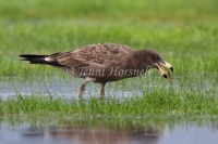 Pacific Gull - Larus pacificus 0792