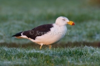 Pacific Gull - Larus pacificus 0826