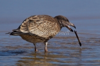 Pacific Gull - Larus pacificus 1391
