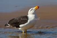 Pacific Gull - Larus pacificus 1406