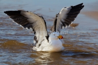 Pacific Gull - Larus pacificus 1610