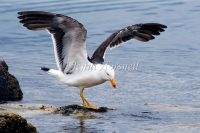 Pacific Gull - Larus pacificus