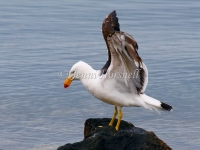 Pacific Gull - Larus pacificus 5799