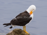 Pacific Gull - Larus pacificus 5816