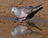 Peaceful Dove - Geopelia striata 9986