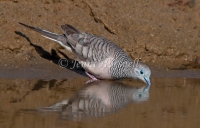 Peaceful Dove - Geopelia striata 9990