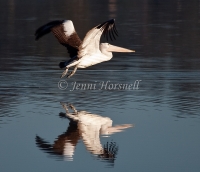 Australian Pelican - Pelecanus conspicillatus 0160