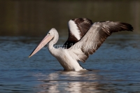 Australian Pelican - Pelecanus conspicillatus 1072
