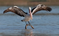 Australian Pelican - Pelecanus conspicillatus 1150