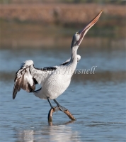 Australian Pelican - Pelecanus conspicillatus 1161