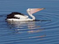 Australian Pelican - Pelecanus conspicillatus