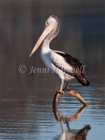 Australian Pelican - Pelecanus conspicillatus 0210
