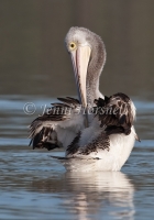 Australian Pelican - Pelecanus conspicillatus 1112