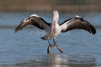 Australian Pelican - Pelecanus conspicillatus 1156