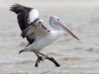 Australian Pelican - Pelecanus conspicillatus 1347