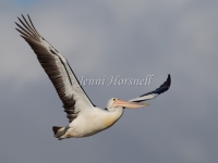 Australian Pelican - Pelecanus conspicillatus 3321