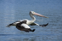 Australian Pelican 2 - Pelecanus conspicillatus