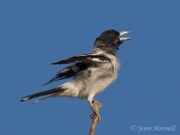 Pied Butcherbird - Cracticus nigrogularis 9005