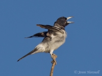 Pied Butcherbird - Cracticus nigrogularis 9006