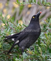 Pied Currawong - Strepera graculina 6794