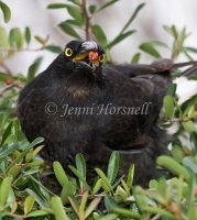Pied Currawong - Strepera graculina 6851