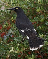Pied Currawong - Strepera graculina 6855