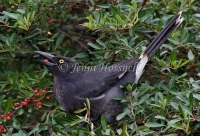 Pied Currawong - Strepera graculina 6989