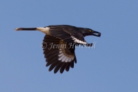 Pied Currawong - Strepera graculina 8423