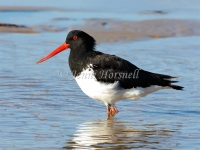 Australian Pied Oystercatcher - Haematopus longirostris