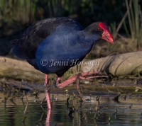 Purple Swamphen - Porphyrio porphyrio 8423