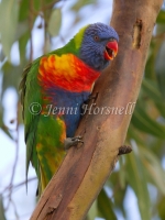Rainbow Lorikeet - Trichoglossus haematodus 1752