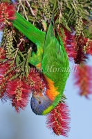 Rainbow Lorikeet - Trichoglossus haematodus 5202