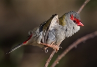 Red-browed Finch - Neochmia temporalis 5062