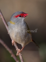 Red-browed Finch - Neochmia temporalis 5067