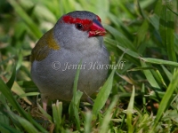 Red-browed Finch - Neochmia temporalis 8722