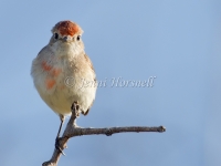 Red-capped Robin - Petroica goodenovii 5073