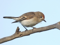 Red-capped Robin - Petroica goodenovii 5086