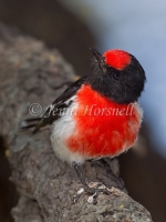 Red-capped Robin - Petroica goodenovii 7148