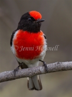 Red-capped Robin - Petroica goodenovii 7291