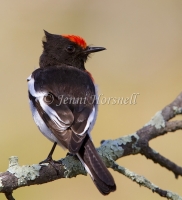 Red-capped Robin - Petroica goodenovii 7117