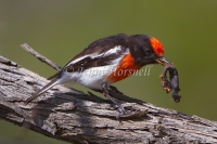 Red-capped Robin - Petroica goodenovii 7216