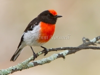 Red-capped Robin - Petroica goodenovii7237