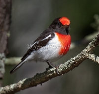 Red-capped Robin - Petroica goodenovii 2