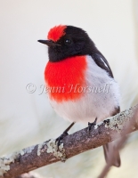 Red-capped Robin - Petroica goodenovii 3